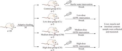 Grifola frondosa may play an anti-obesity role by affecting intestinal microbiota to increase the production of short-chain fatty acids